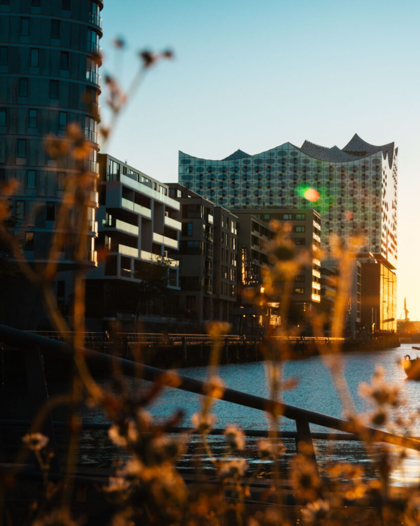 Moderne Architektur und Wohngebäude in der HafenCity Hamburg mit der Elbphilharmonie im Hintergrund, fotografiert im goldenen Abendlicht durch unscharfe Gräser und Blumen im Vordergrund.