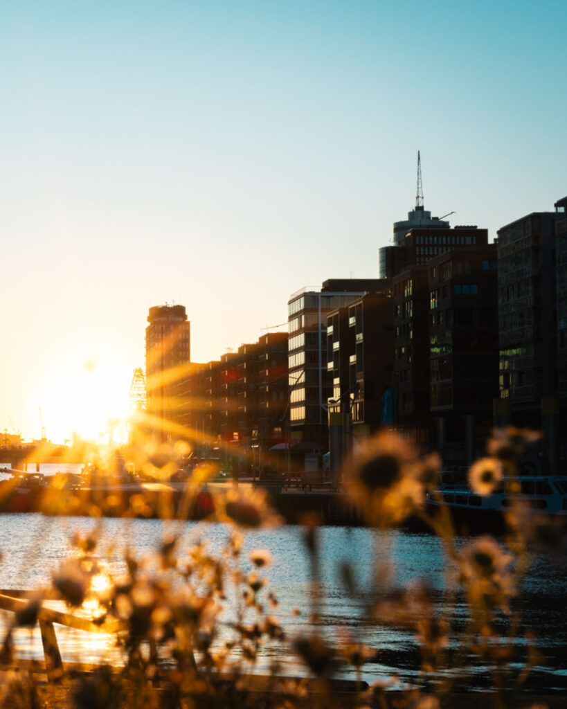 Blick auf die Skyline der Hamburger HafenCity bei Sonnenuntergang mit intensivem Sonnenstern, modernen Bürogebäuden am Wasser und herbstlichen Pflanzen im unscharfen Vordergrund.